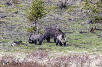 Obsidian and Cubs May 2025